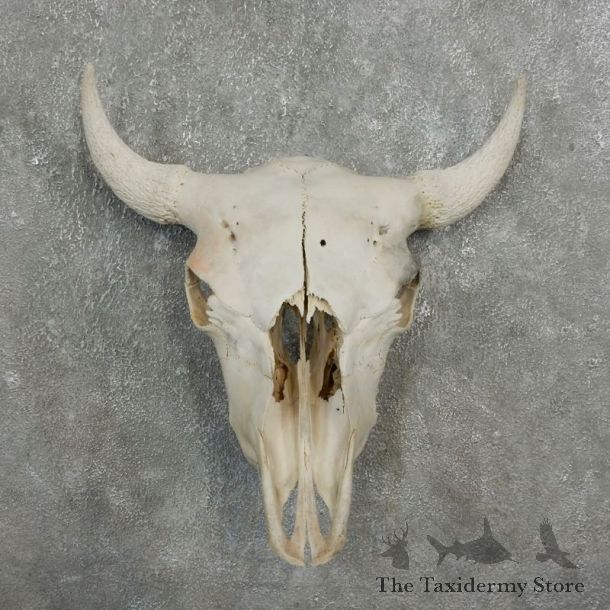 Buffalo Bison Skull Mount For Sale #17679 @ The Taxidermy Store