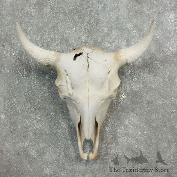 Buffalo Bison Skull Mount For Sale #17681 @ The Taxidermy Store