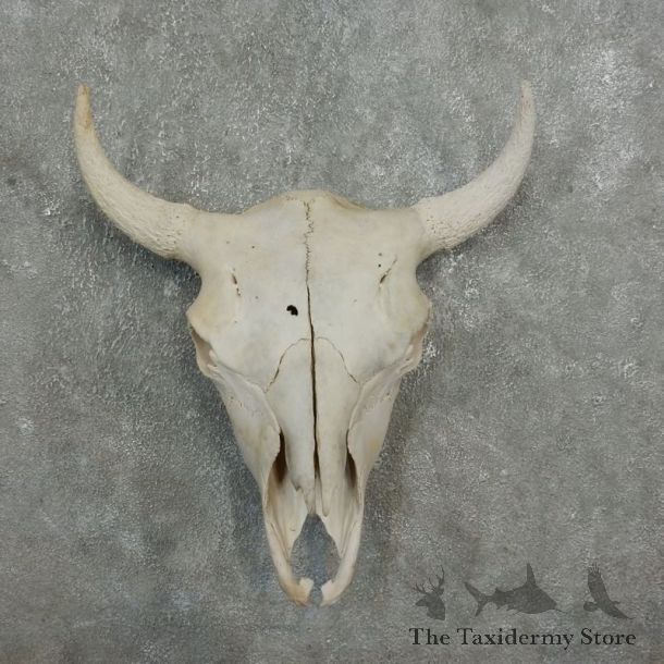 Buffalo Bison Skull Mount For Sale #17682 @ The Taxidermy Store