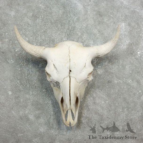 Buffalo Bison Skull Mount For Sale #17686 @ The Taxidermy Store