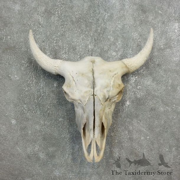Buffalo Bison Skull Mount For Sale #17687 @ The Taxidermy Store