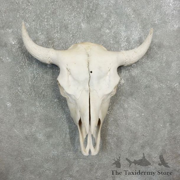 Buffalo Bison Skull Mount For Sale #17688 @ The Taxidermy Store