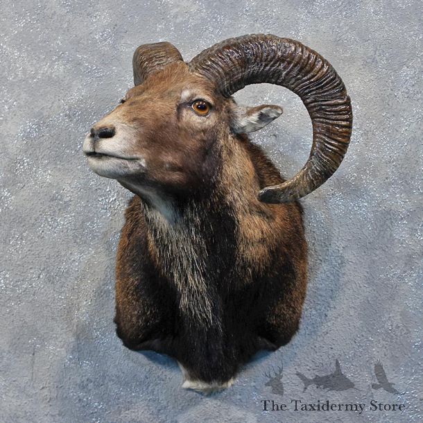 Corsican Ram Shoulder Mount #12195 For Sale @ The Taxidermy Store
