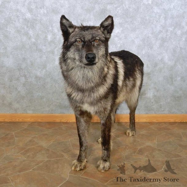 Alaskan Black Wolf Life-Size Mount For Sale #15026 @ The Taxidermy Store