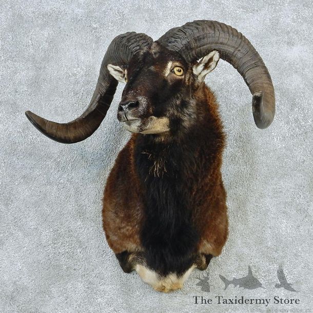 Corsican Ram Sheep Taxidermy Shoulder Mount #12715 For Sale @ The Taxidermy Store