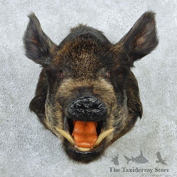 Black & Tan Boar Shoulder Taxidermy Head Mount #12710 For Sale @ The Taxidermy Store