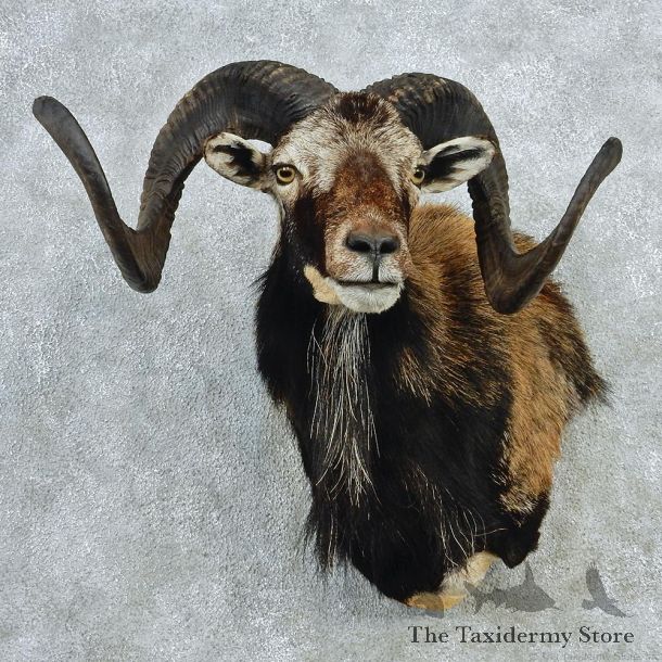 Corsican Ram Sheep Taxidermy Shoulder Mount #12714 For Sale @ The Taxidermy Store