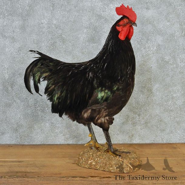 Australian Black Australorp Rooster Taxidermy Mount #12694 For Sale @ The Taxidermy Store