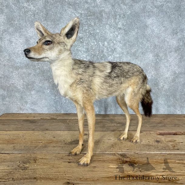 African Black-backed Jackal Life-Size Taxidermy Mount #25556 For Sale @ The Taxidermy Store