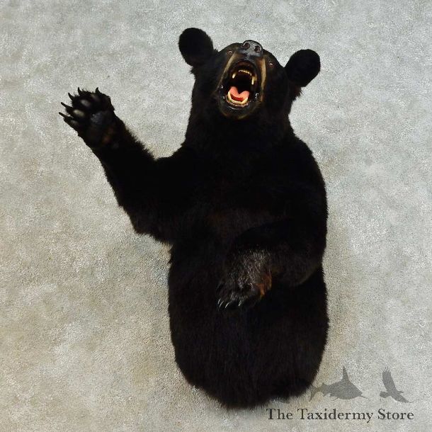 Black Bear 1/2-Life-Size Mount For Sale #16516 @ The Taxidermy Store