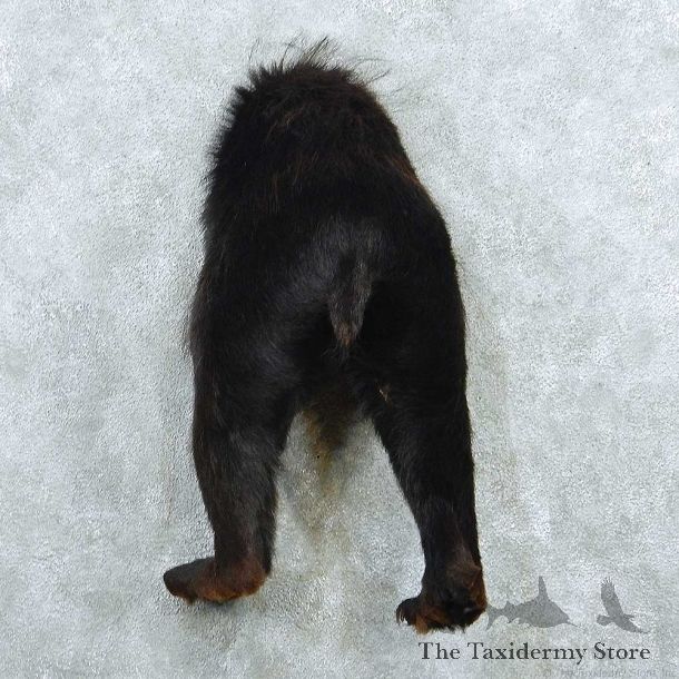 Black Bear Butt Mount #13738 For Sale @ The Taxidermy Store