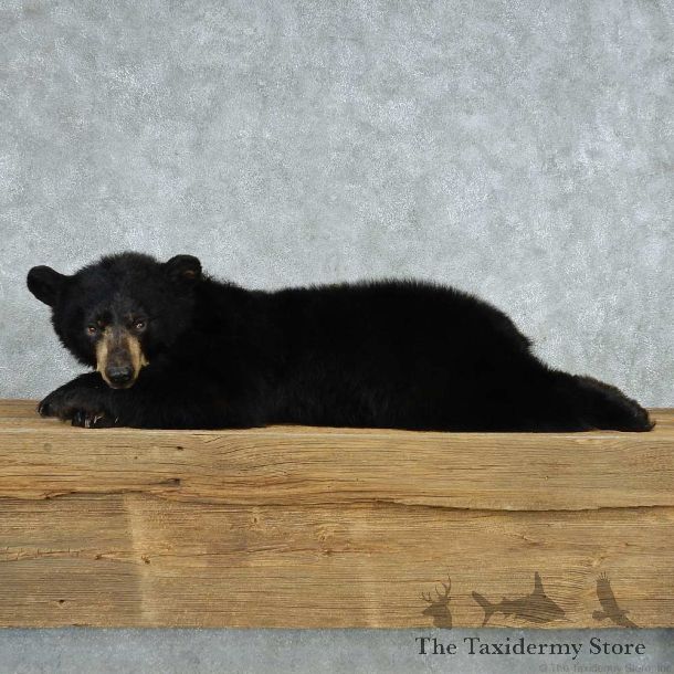 Laying Black Bear Cub Mount #13628 For Sale @ The Taxidermy Store