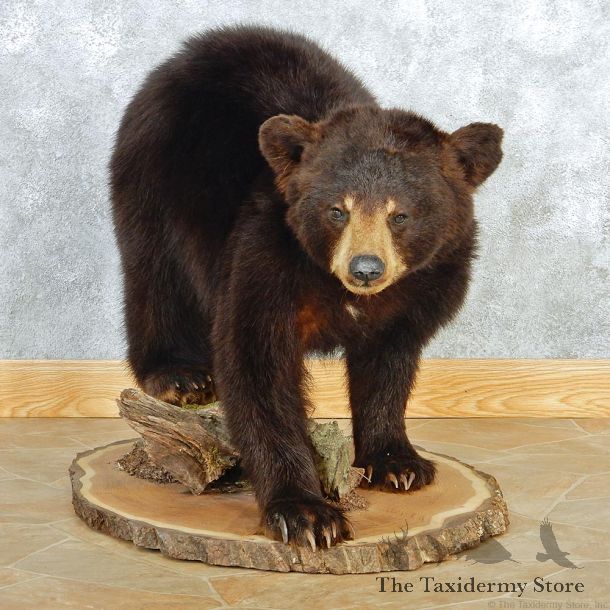 Black Bear Cub Taxidermy Mount #12678 For Sale @ The Taxidermy Store