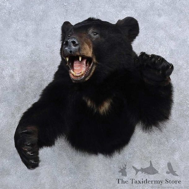 Black Bear Half Life Size Mount For Sale #15687 @ The Taxidermy Store
