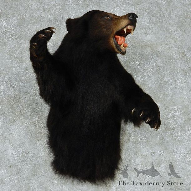 Black Bear Half Life Size Taxidermy Mount #13132 For Sale @ The Taxidermy Store