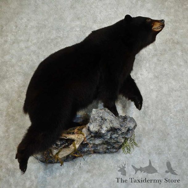 Black Bear Life-Size Mount For Sale #16041 @ The Taxidermy Store