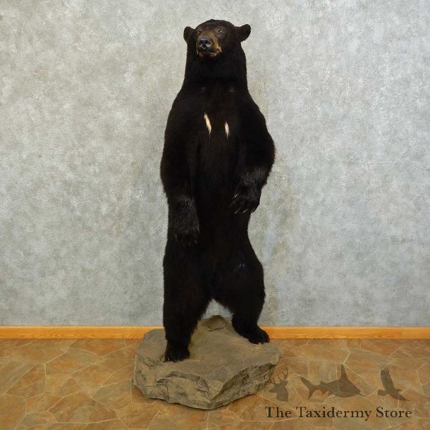 Black Bear Life-Size Mount For Sale #16280 @ The Taxidermy Store