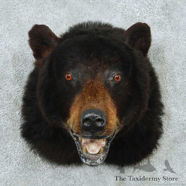Black Bear Shoulder Mount #13745 For Sale @ The Taxidermy Store