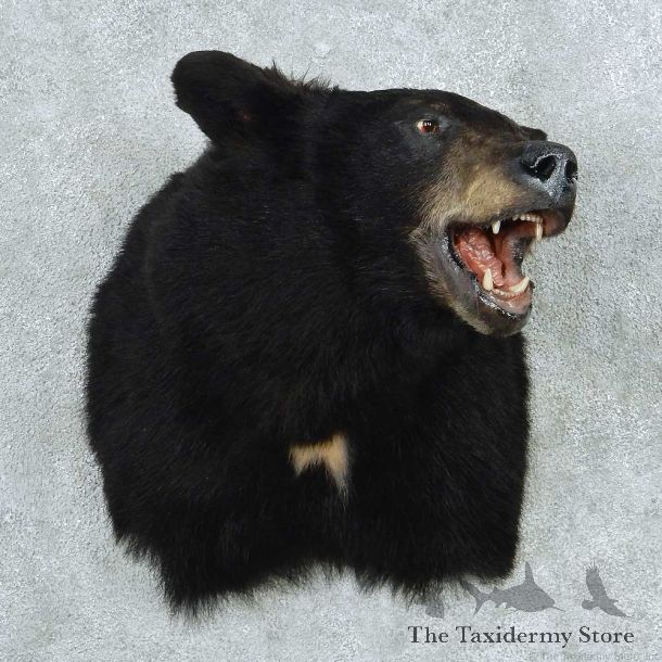 Black Bear Shoulder Mount #13746 For Sale @ The Taxidermy Store