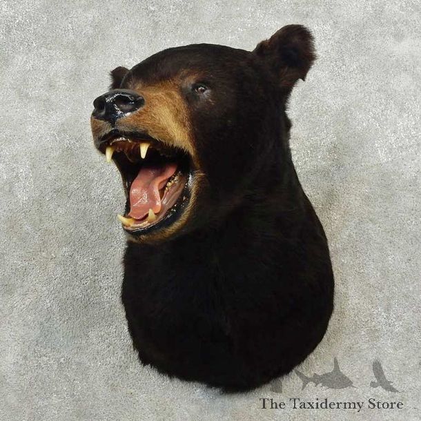 Black Bear Shoulder Mount For Sale #11245 @ The Taxidermy Store