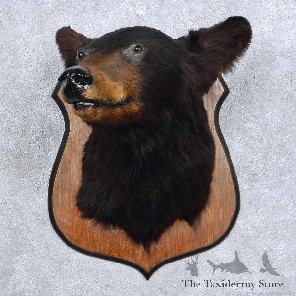 Black Bear Head Taxidermy Mount For Sale #14115 @ The Taxidermy Store
