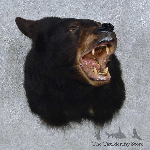 Black Bear Shoulder Mount For Sale #14786 @ The Taxidermy Store