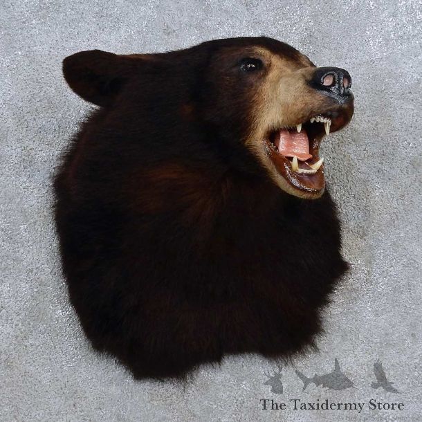 Black Bear Shoulder Mount For Sale #15628 @ The Taxidermy Store