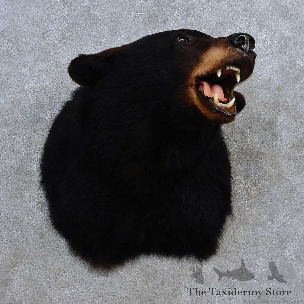 Black Bear Shoulder Mount For Sale #15630 @ The Taxidermy Store