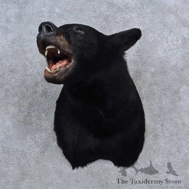 Black Bear Shoulder Mount For Sale #15679 @ The Taxidermy Store
