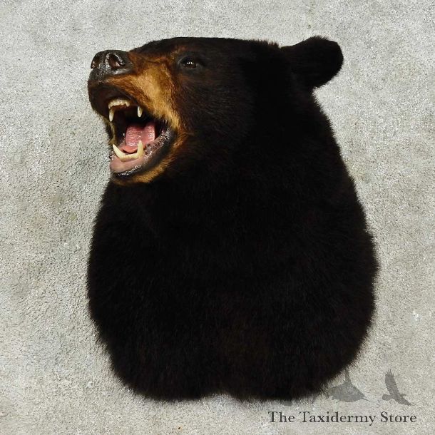 Black Bear Shoulder Mount For Sale #16191 @ The Taxidermy Store