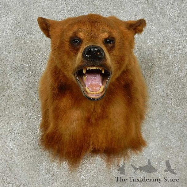 Black Bear Shoulder Mount For Sale #16216 @ The Taxidermy Store