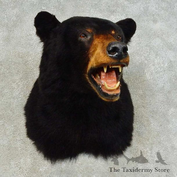 Black Bear Shoulder Mount For Sale #16342 @ The Taxidermy Store
