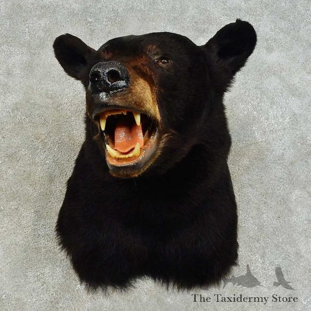 Black Bear Shoulder Mount For Sale #16343 @ The Taxidermy Store