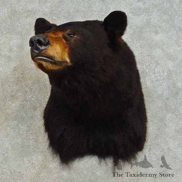 Black Bear Shoulder Mount For Sale #16386 @ The Taxidermy Store