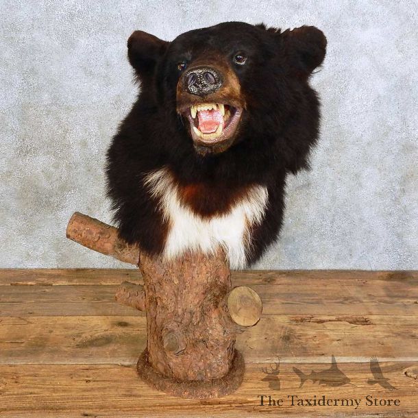 Black Bear Shoulder Pedestal Mount For Sale #15902 @ The Taxidermy Store