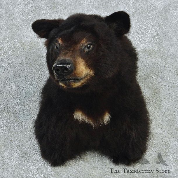 Black Bear Shoulder Taxidermy Head Mount #12720 For Sale @ The Taxidermy Store