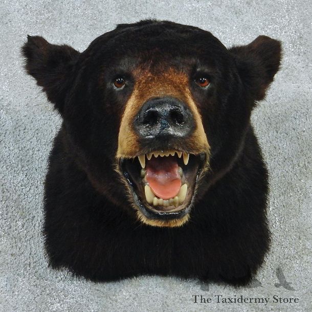 Black Bear Shoulder Taxidermy Head Mount #12764 For Sale @ The Taxidermy Store