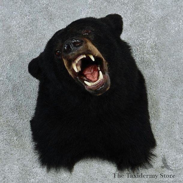 Black Bear Shoulder Taxidermy #13027 For Sale @ The Taxidermy Store