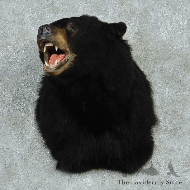 Black Bear Shoulder Taxidermy Mount #13239 For Sale @ The Taxidermy Store