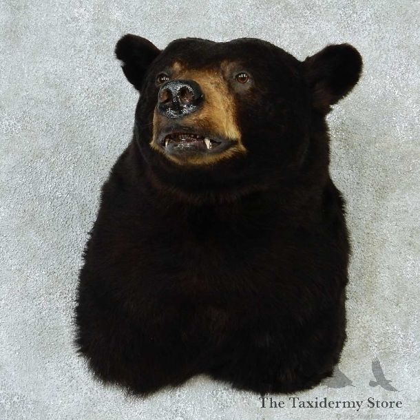 Black Bear Shoulder Taxidermy Mount #13264 For Sale @ The Taxidermy Store