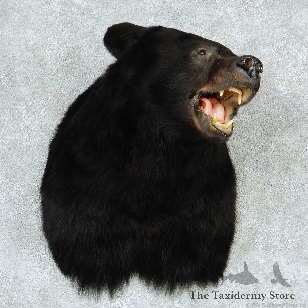 Black Bear Shoulder Taxidermy Mount #13286 For Sale @ The Taxidermy Store