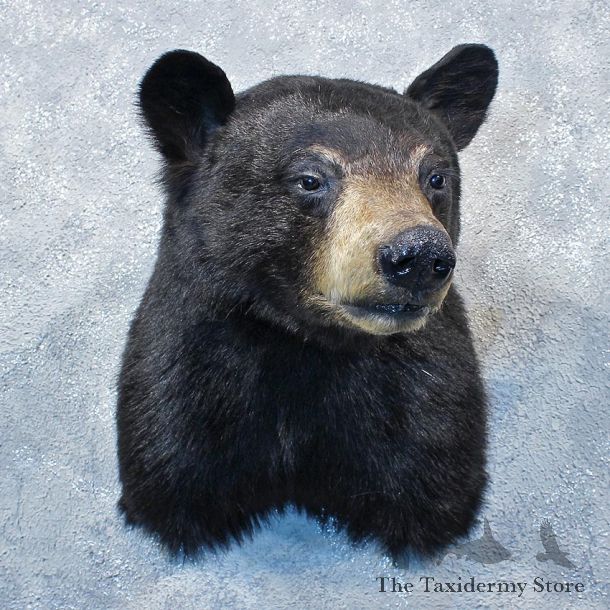 Black Bear Shoulder Mount #12006 For Sale @ The Taxidermy Store