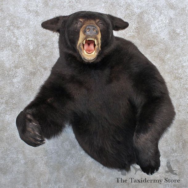 Black Bear Half Life Size Shoulder Taxidermy Mount #10415 For Sale @ The Taxidermy Store