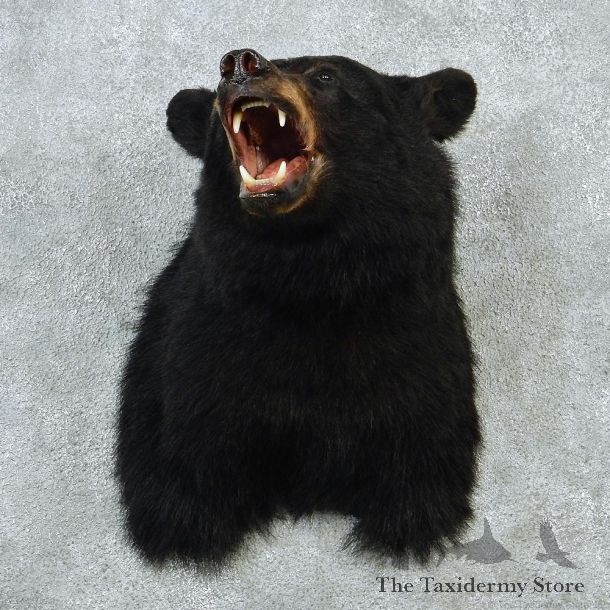Black Bear Shoulder Taxidermy Mount #12873 For Sale @ The Taxidermy Store