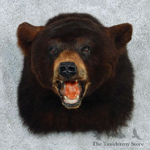 Black Bear Taxidermy Shoulder Mount #12959 For Sale @ The Taxidermy Store