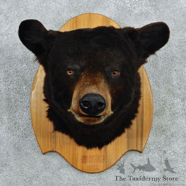 Black Bear Taxidermy Head Mount #12962 For Sale @ The Taxidermy Store