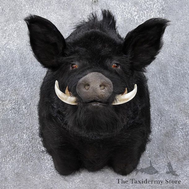 Black Boar Shoulder Taxidermy Head Mount #12465 For Sale @ The Taxidermy Store