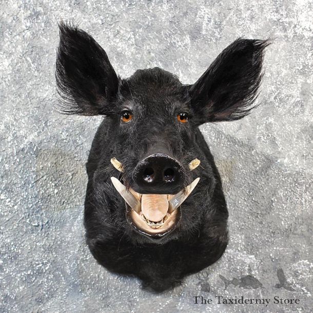 Black Boar Shoulder Mount #11537 - For Sale - The Taxidermy Store