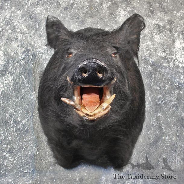 Black Boar Taxidermy Mount #11558 - For Sale - The Taxidermy Store