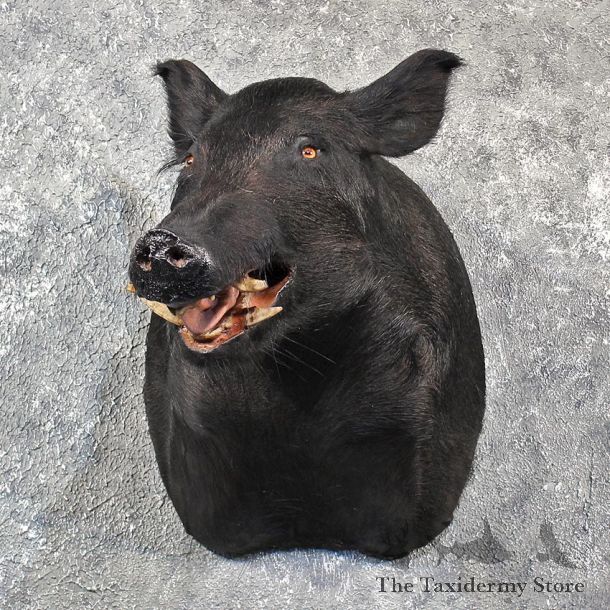 Black Boar Taxidermy Mount #11559 - For Sale - The Taxidermy Store